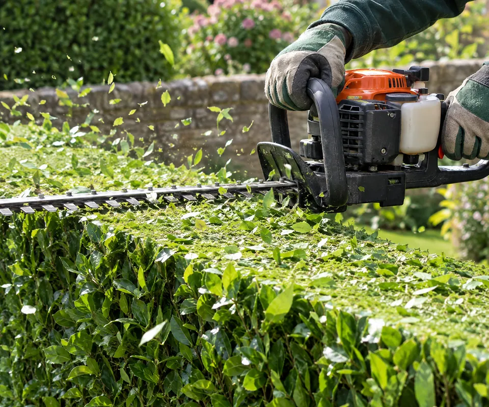 A hedge trimmer cutting a level top on a laurel hedge