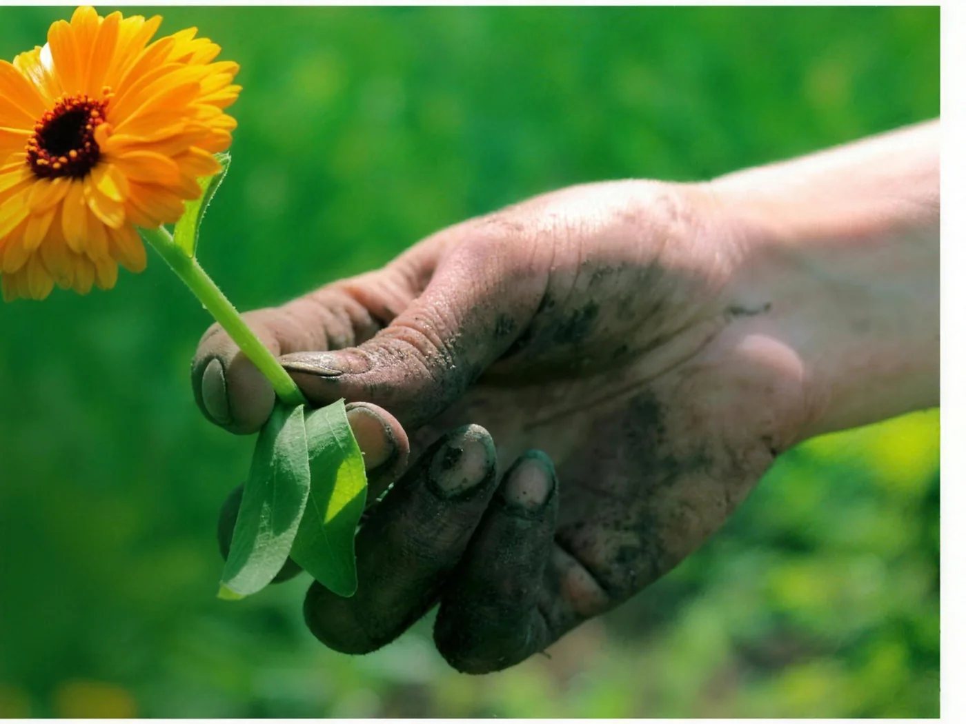 A soil-covered hand holding a freshly picked orange calendula flower